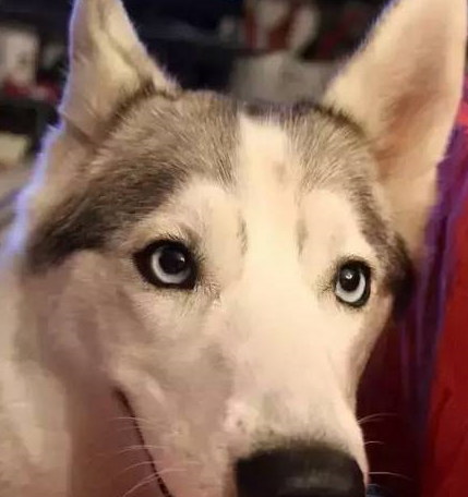 跟这只二哈待在一起,二哈也很贴心,每次听到宝宝的叫声,就乖乖的走到