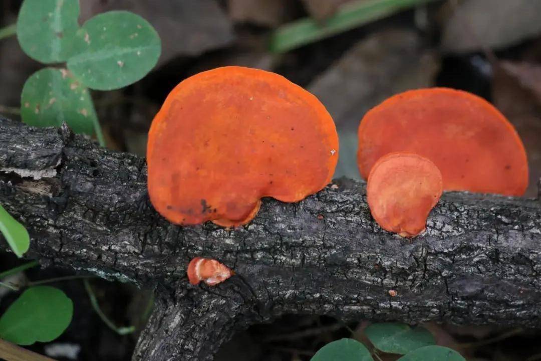 湖北兴茂农业发展有限公司的红栓菌种植前景很好_保价_红松_无土栽培