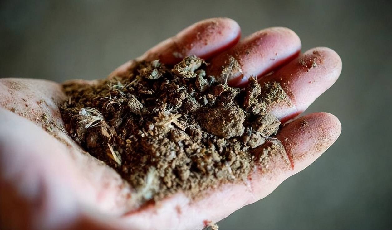 家禽粪便利用微生物技术制作成高蛋白,高能量的鱼饲料,保持水质肥活嫩