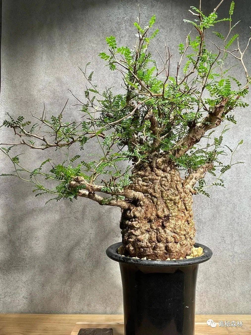 潮流块根——象足漆树(operculicarya pachypus)_马达加斯加_植物