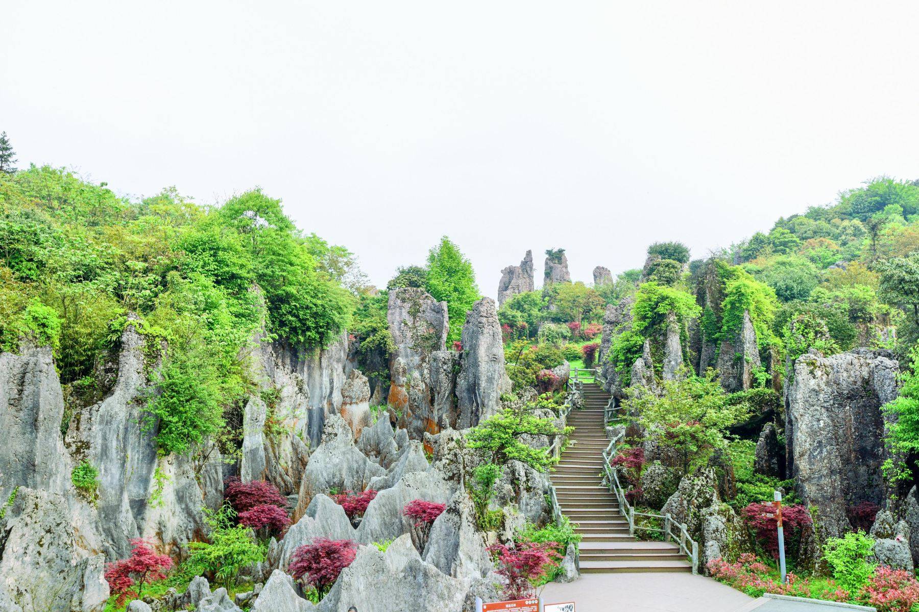 建议游客先到主峰景区参观华蓥山石林,华蓥山瀑布等景点,然后再到宝光