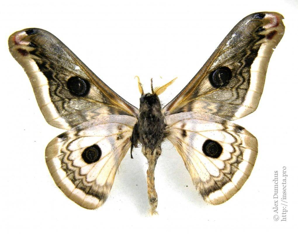 日本出现大量巨型蛾子布满街道,引行人不安尖叫,怎么回事?