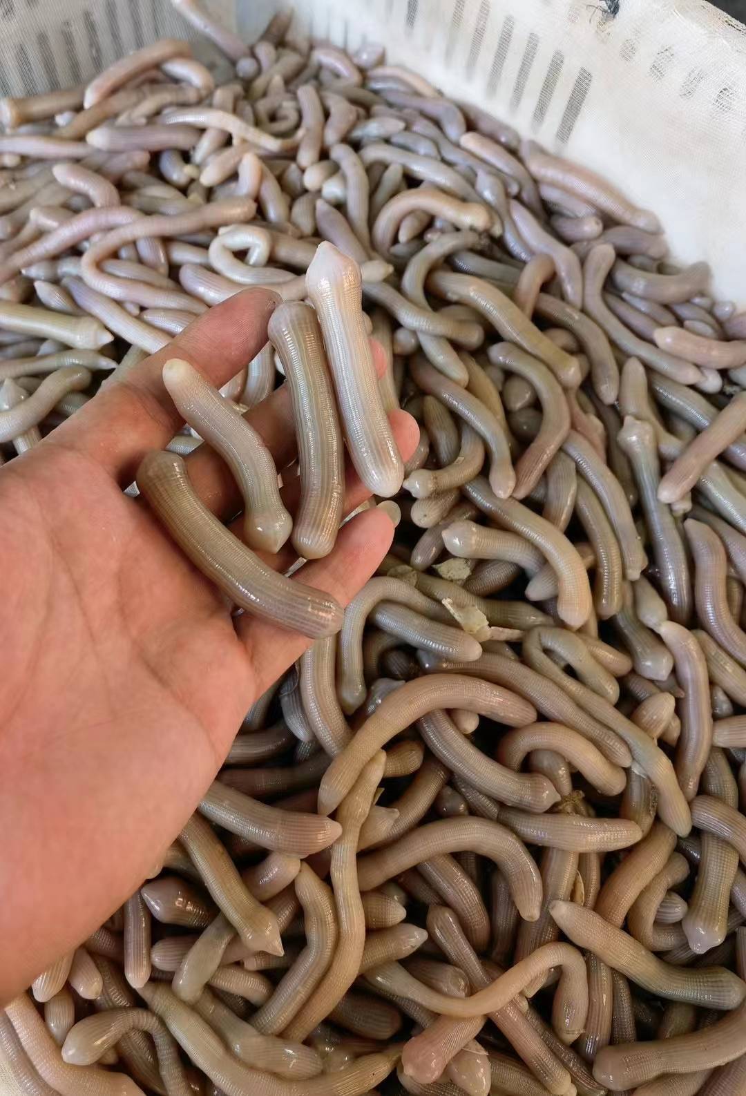 带你了解新鲜沙虫的美味!_口感_清蒸_做法