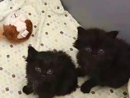 家里躲进两个小黑影,屋主刚拿起扫把,小黑猫兄弟主动认怂 家里躲进两个小黑影,屋主刚拿起扫把,小黑猫兄弟主动认怂