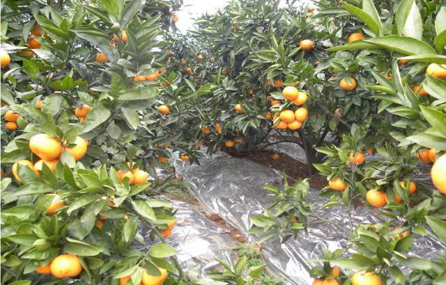 柑橘低产园改造技术