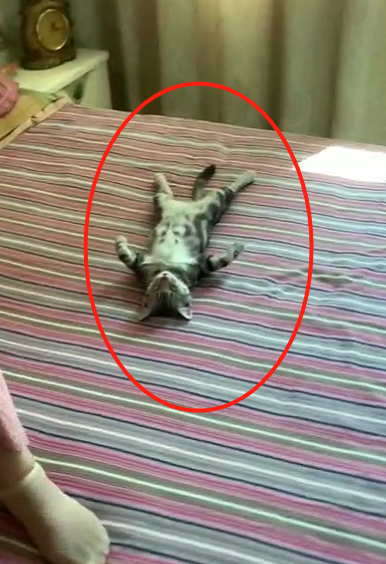 进门看到猫咪奇葩姿势，这是累瘫了吗？猫：不，人家在修行！