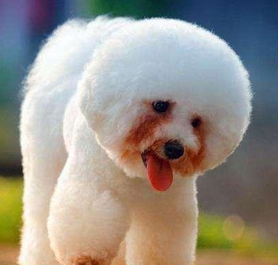 比熊犬虽可爱,但有这些缺点,接受不了别养_狗狗_主人_经济