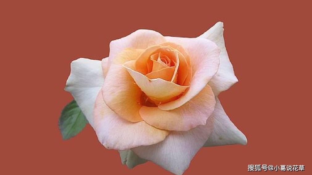 原创
            超值得一读的励志经典短句（励志精辟短句）