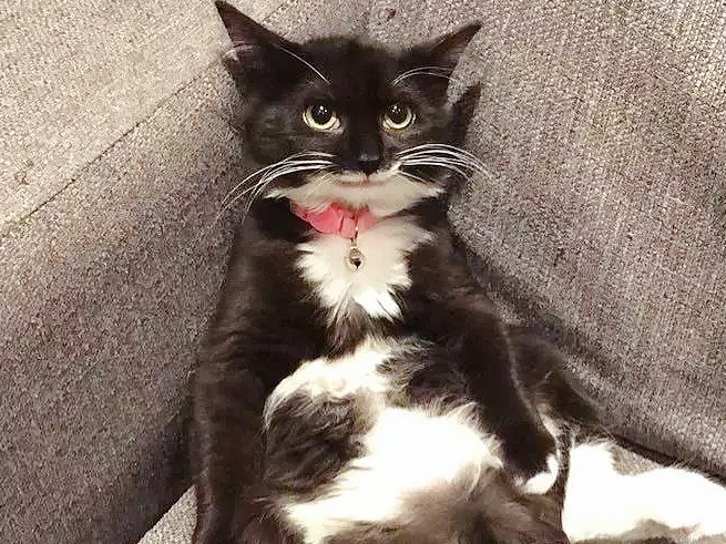 奶牛猫咪感恩被救，脸上永远挂着“微笑”