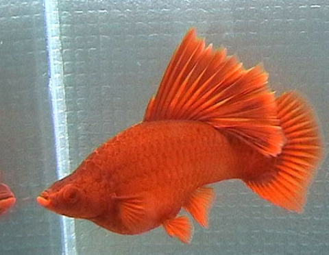 台风剑鱼即将再次登陆南海!剑鱼到底是什么?_品种_大小_体型