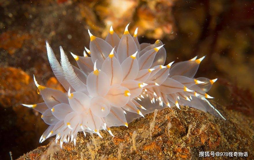 海神海蛞蝓(glaucus atlanticus)是珍稀海洋生物之一,俗称海燕或蓝龙