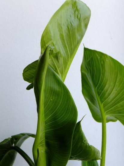 网上不良商家,马蹄莲长成了这样,我告诉你种的是什么_种球_植物_漂亮