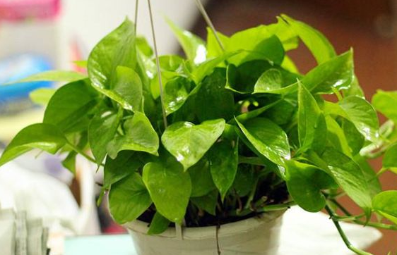 橘子皮原来都是宝,家里的绿萝最爱"它",扔掉太可惜了_肥料_进行_柚子