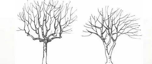 长不大的行道树