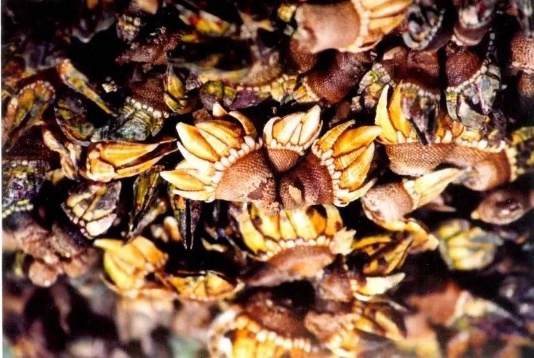 狗爪螺海胆将军帽官酿梅子酒唐家湾茶果南屏刺笋糊三灶定家湾茶果「"