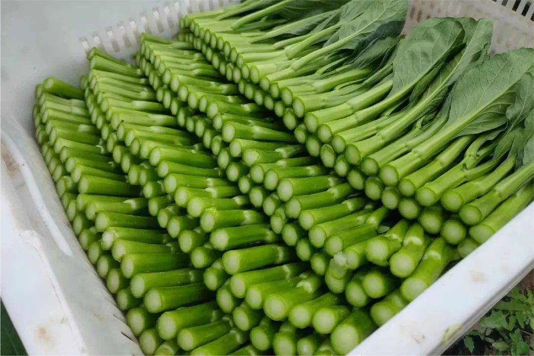 供港尖叶菜心的背后,是钱大妈对于好商品的"锱铢必较"!