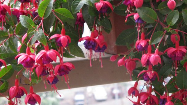 这种植物开花十分美丽,像高挂的红灯笼,殊不知根茎还有药用价值_花朵