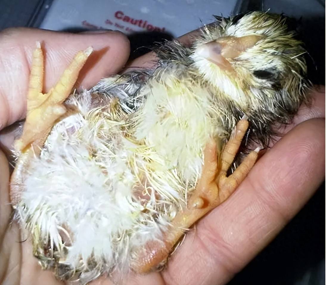 鹌鹑白痢病喂什么药?_问题_治疗_养殖