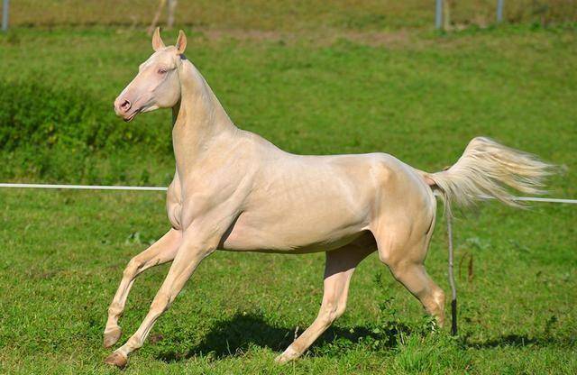 惊心动魄!土库曼斯坦春季赛马开始