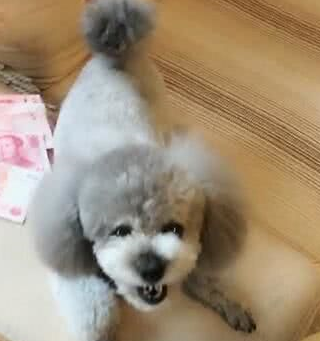 主人给了泰迪一叠钱,狗狗把钱据为己有 主人给了泰迪一叠钱,狗狗把钱据为己有