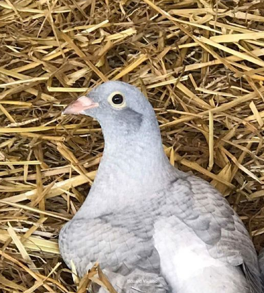 看看幼鸽育种专家林波尔的育种计划!_竞翔_鸽子_日程