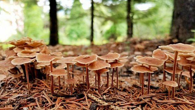 雨後蘑菇向陽而生破土而出松鼠拜謝—好山好水好風光三,客房住宿鴻緣