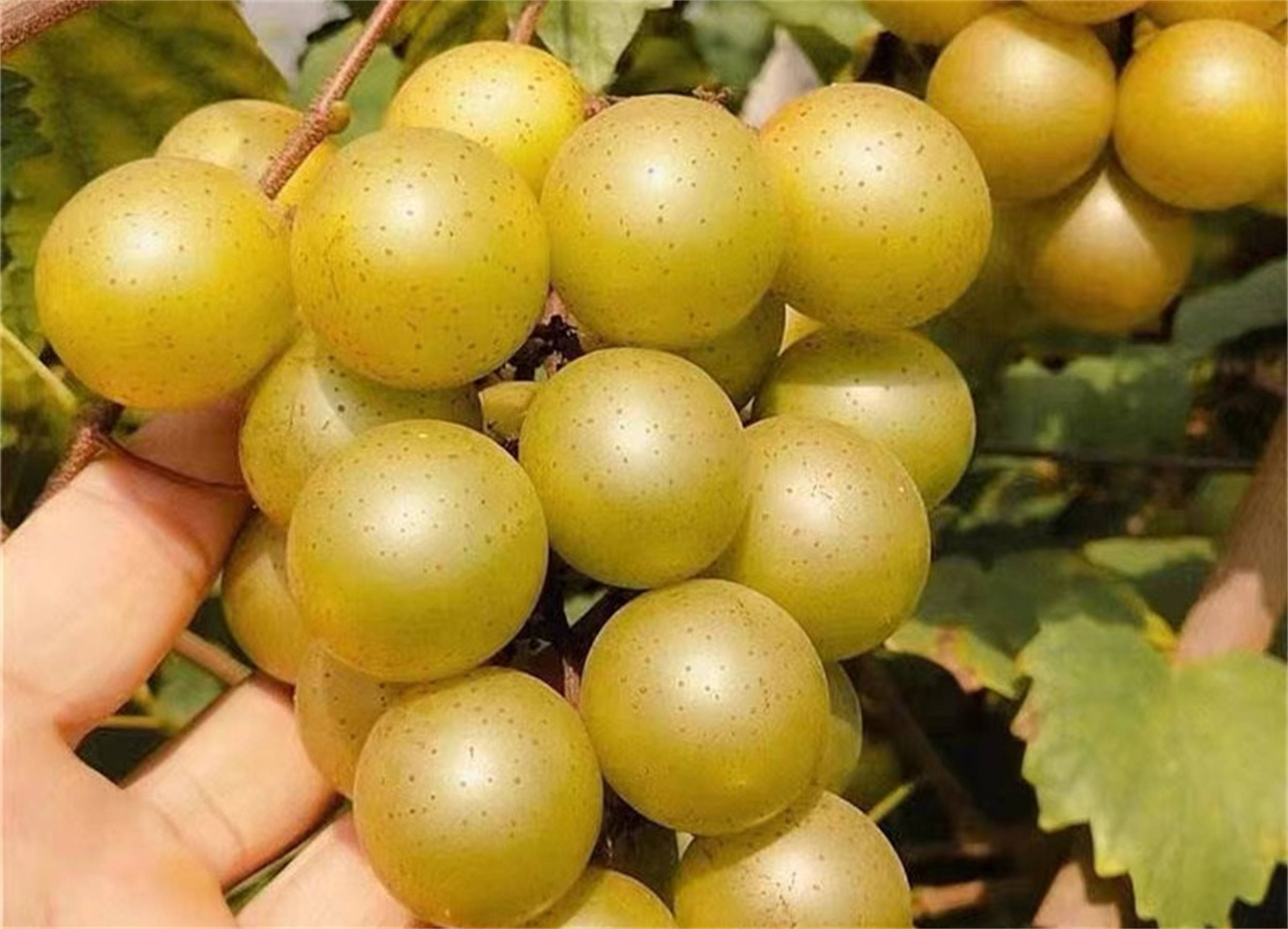 阳光玫瑰只能排名第七,高端葡萄按粒售卖_品种_我国_香味