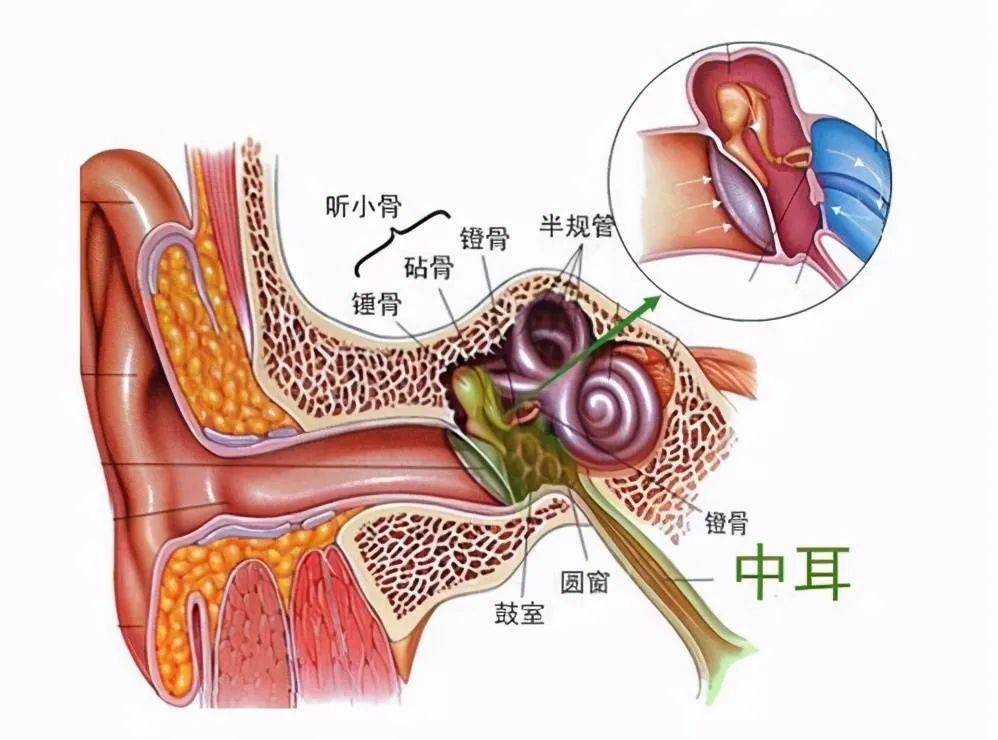 北京同仁耳科张娜主任医师: 分泌性中耳炎有哪些症状?