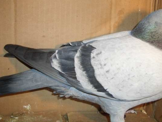 引进种鸽,只买瓦灰鸽_羽色_鸽子_时候