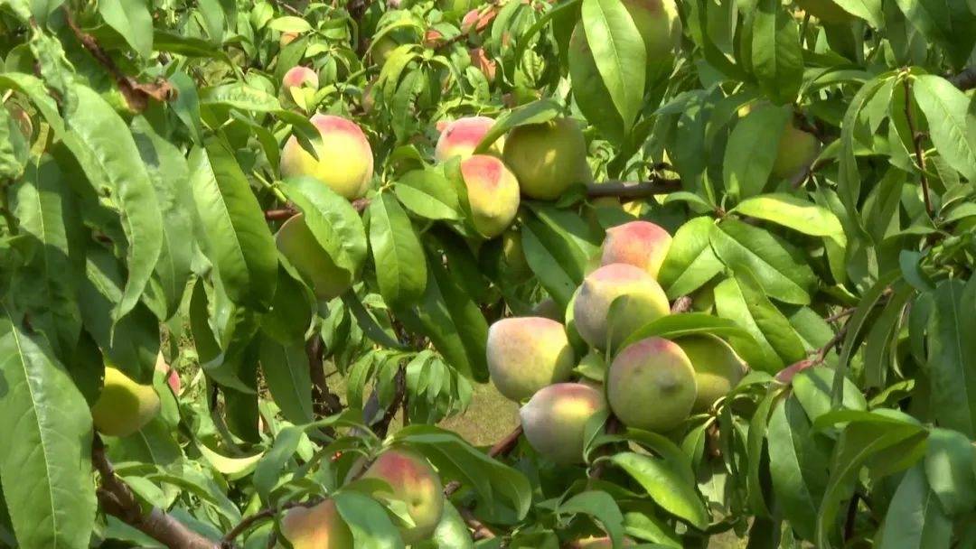 王欢说:"目前,果园的水果进行线上线下销售,最远销售到青海,上海,广东