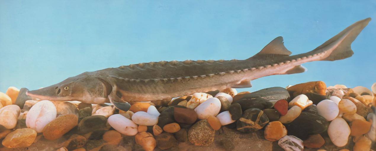 百科海洋知识竞赛题库_海洋知识手抄报内容_海洋百科知识