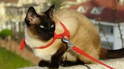 我养的是狗还是猫？暹罗猫一生只认一个主人，还是猫界大话唠