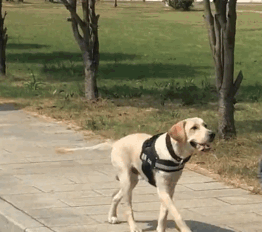 狗狗掉入深井，被消防小哥救起后赖在消防队不走