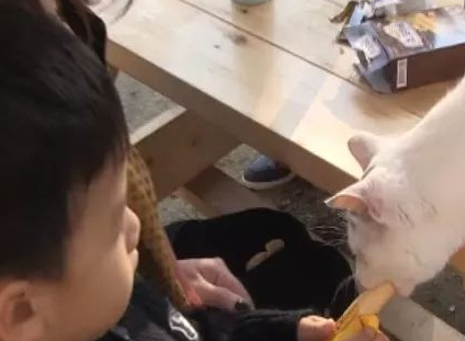 猫咪偷吃火腿肠,然后嫁祸给小猪 猫咪偷吃火腿肠,然后嫁祸给小猪