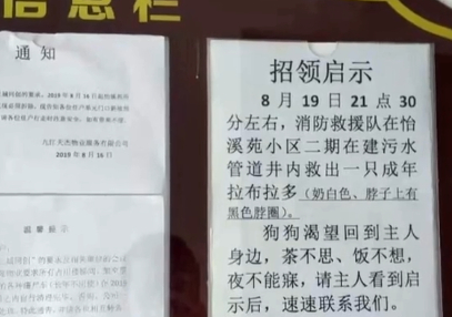 狗狗掉入深井，被消防小哥救起后赖在消防队不走