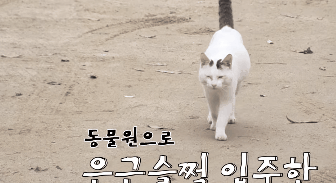 猫咪偷吃火腿肠,然后嫁祸给小猪 猫咪偷吃火腿肠,然后嫁祸给小猪