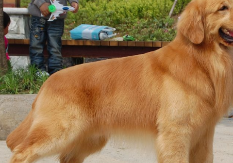 金毛幼犬怎么看纯不纯 金毛幼犬怎么喂养 金毛幼犬训练方法_纯种_毛发