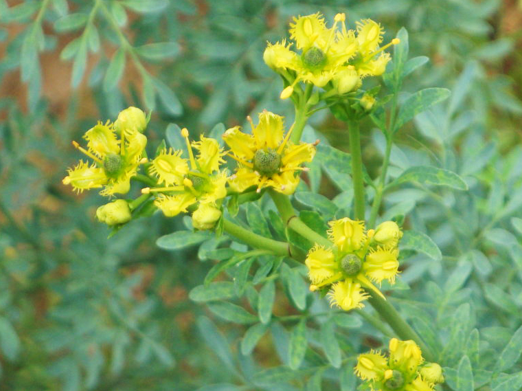 七彩驱蚊驱蝇香花图片图片