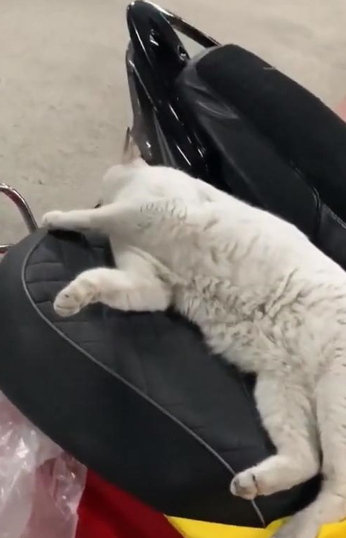 男子车座上躺了一只猫，睡醒后也赖着不走