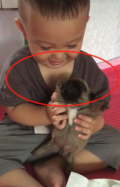 宝宝第一次见到小巴哥犬，高兴得流口水，狗：你是想要吃了我吗