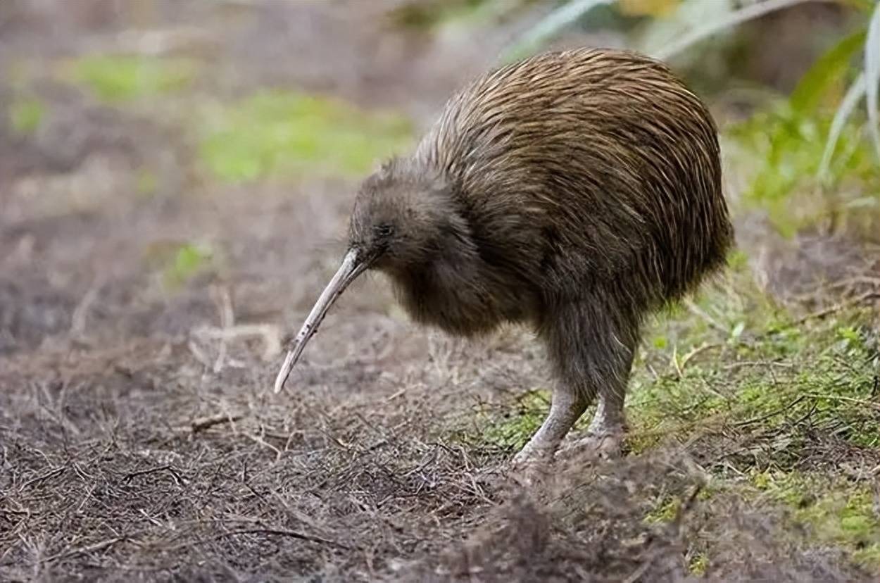 鸟类_几维鸟_羽毛