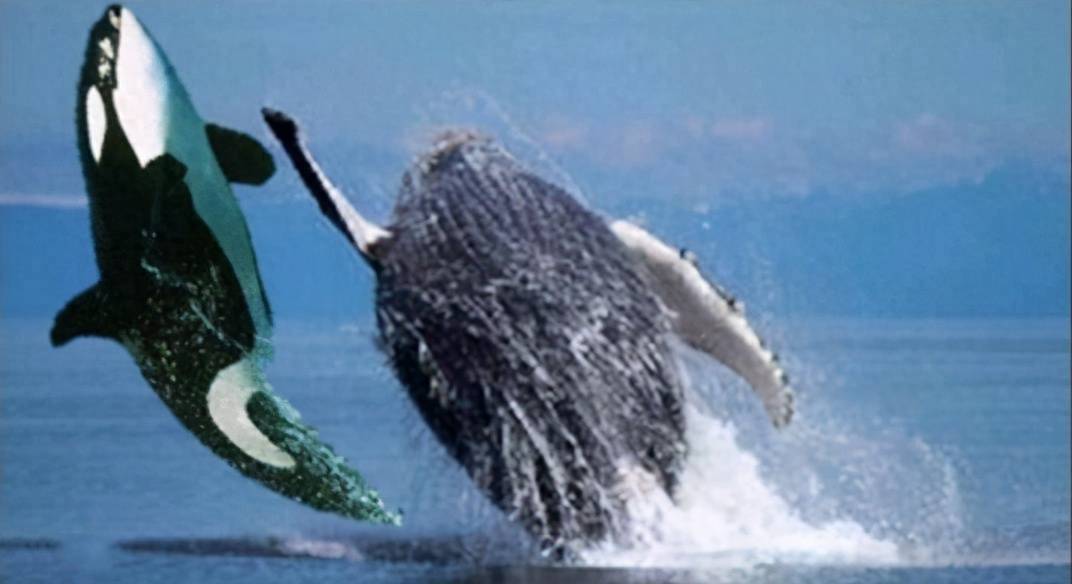 温文尔雅的座头鲸为何追着虎鲸锤?