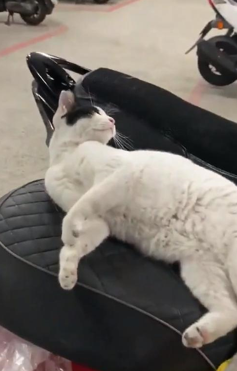 男子车座上躺了一只猫，睡醒后也赖着不走