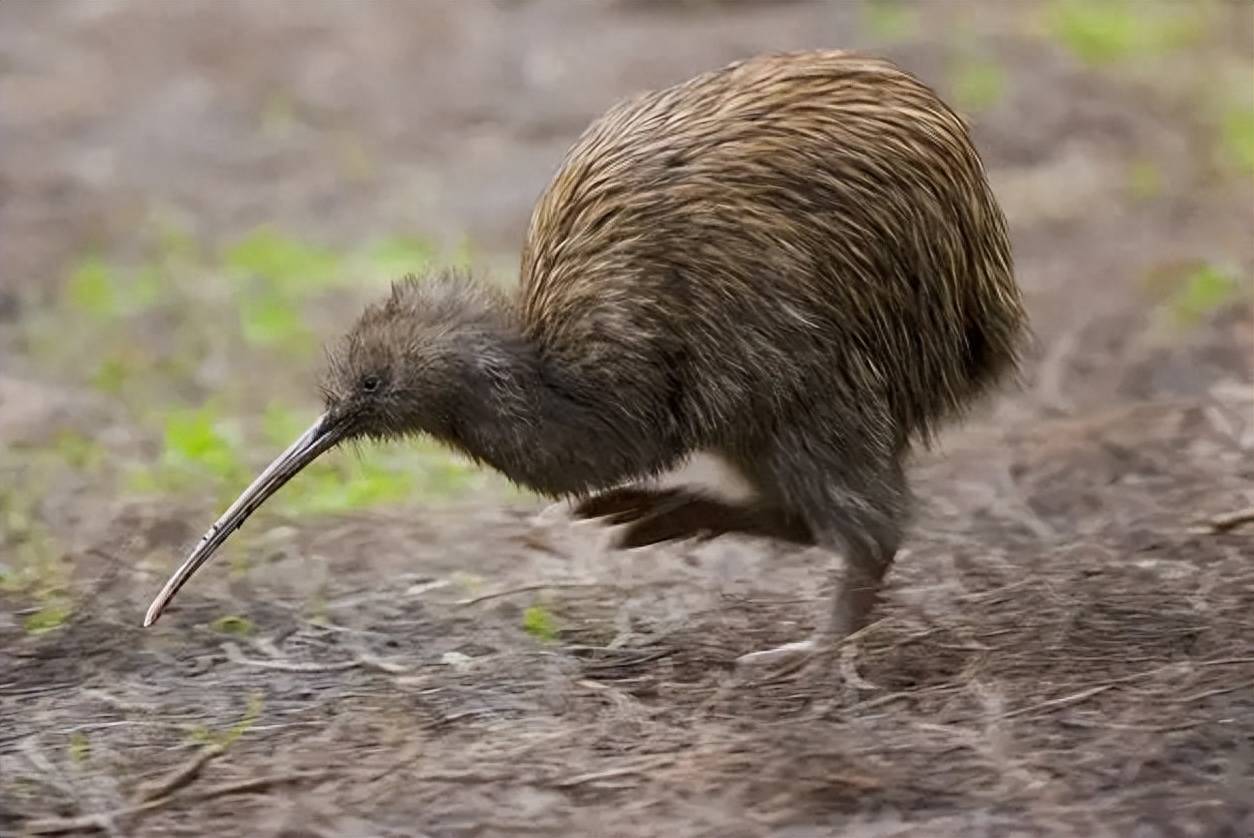 鸟类_几维鸟_羽毛