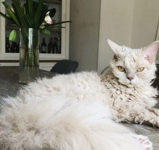 雨中捡到流浪猫，没想到却是一个“稀有品种”