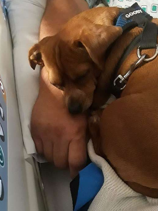 忠犬死守病床上的主人,医生查房时病人不动了 忠犬死守病床上的主人,医生查房时病人不动了
