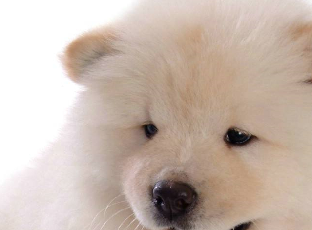 作为现在比较珍稀的一种宠物,天牛不仅长相独特,价格也非常高昂.