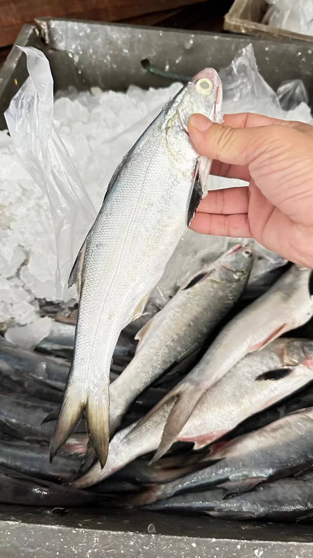 尝遍野生午鱼的千层美味,你也能成为海中贵族!