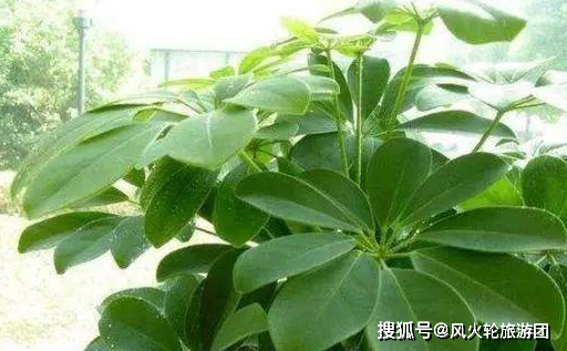 秋季養花正確施肥,3點施肥小技巧,幫助植物生長,非常實用_花卉_肥料