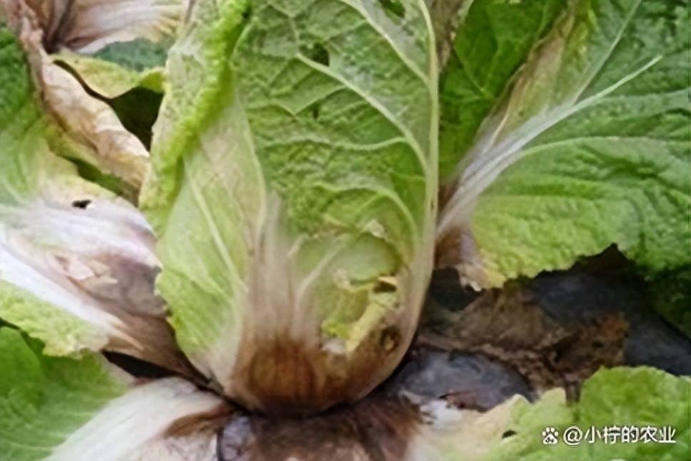 白菜软腐病怎么防治?